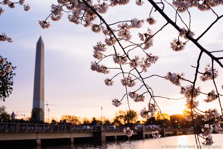 04.11_sunrise_cherryblossoms_2014_Apr11_9494