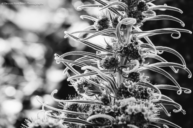 04.24_tamron70-200_test__2014_Apr22_3148