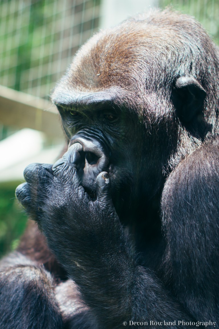05.31_columbus_zoo_2014_May29_4484