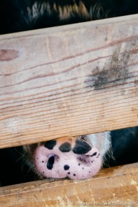 08.13_montgomerycounty_fair_2014_Aug09_3558