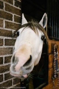 Devon Rowland Photography