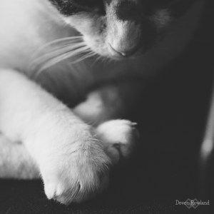 Devon Rowland Photography