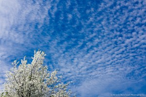 Devon Rowland Photography