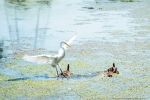 Devon Rowland Photography