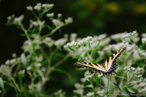 Devon Rowland Photography