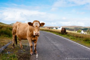 Devon Rowland Photography