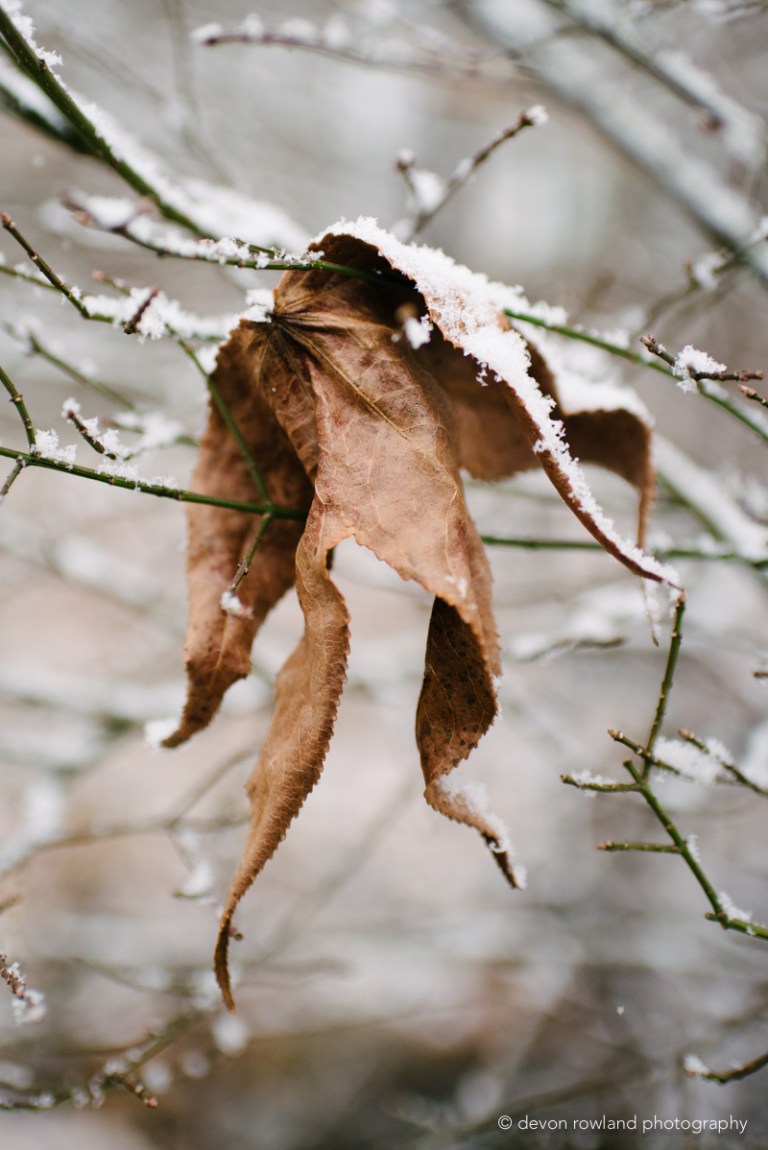 Devon Rowland Photography